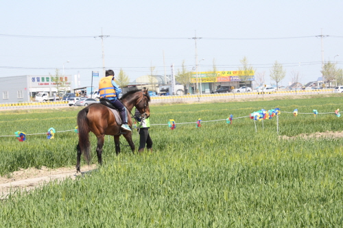 군산 꽁당보리축제 20191