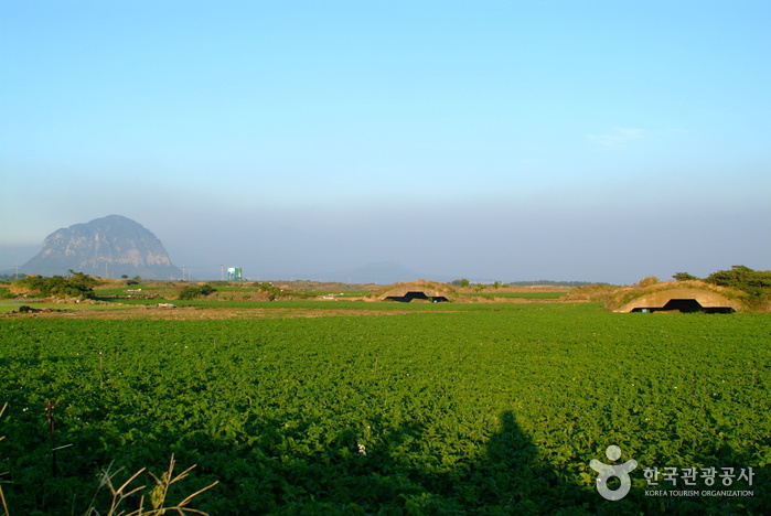 thumbnail-Altteureu Airfield & Japanese Occupation-Era Hangars (알뜨르비행장 및 일본군 비행기 격납고)-0