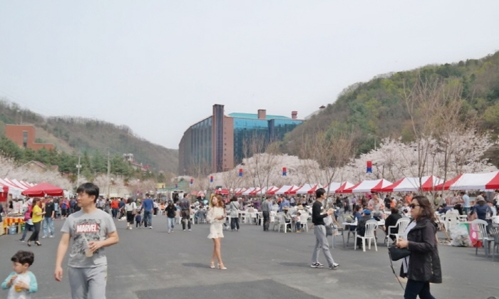 에덴벚꽃길 벚꽃축제0