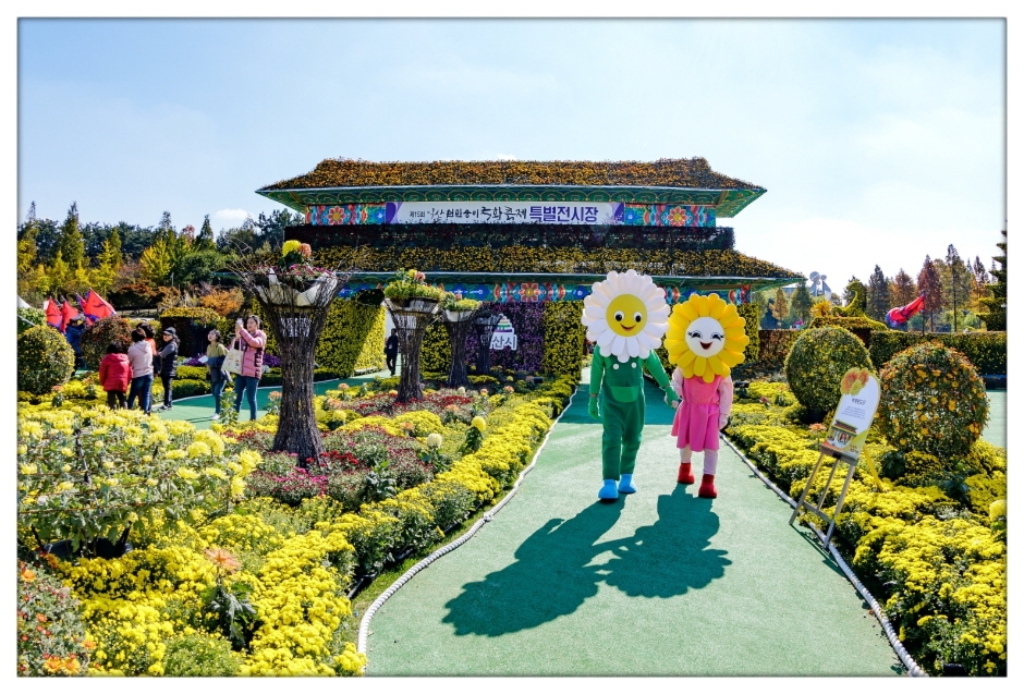 Iksan Festival der 10 Millionen Chrysanthemen (익산천만송이국화축제)
