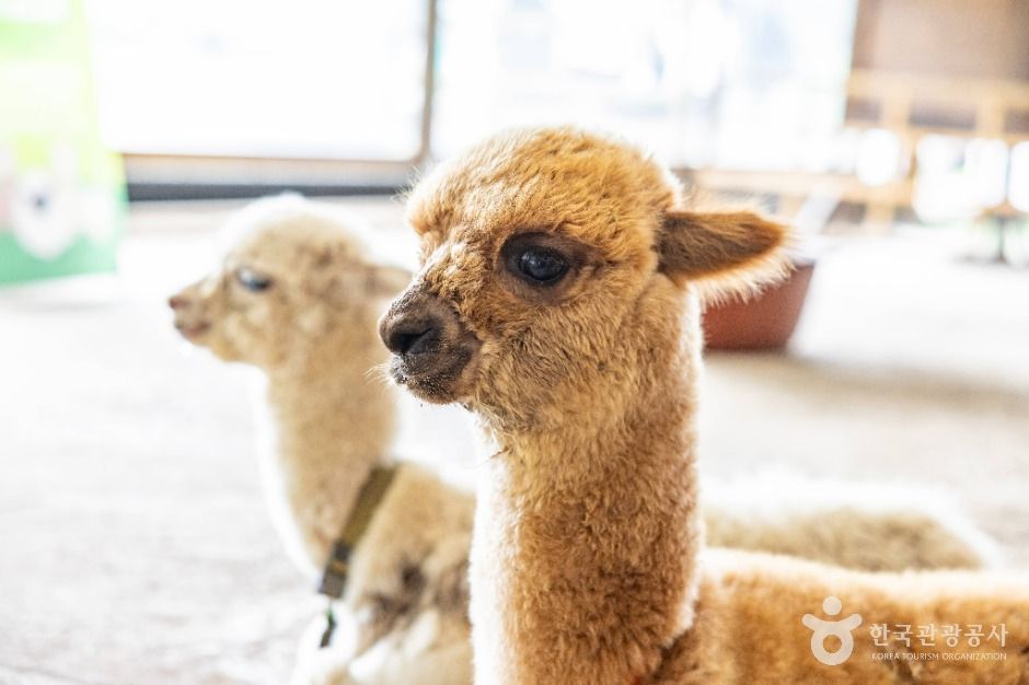 도치돌 알파카목장