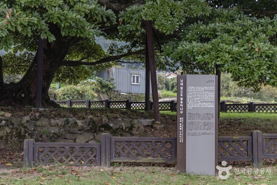 남해 창선도 왕후박나무