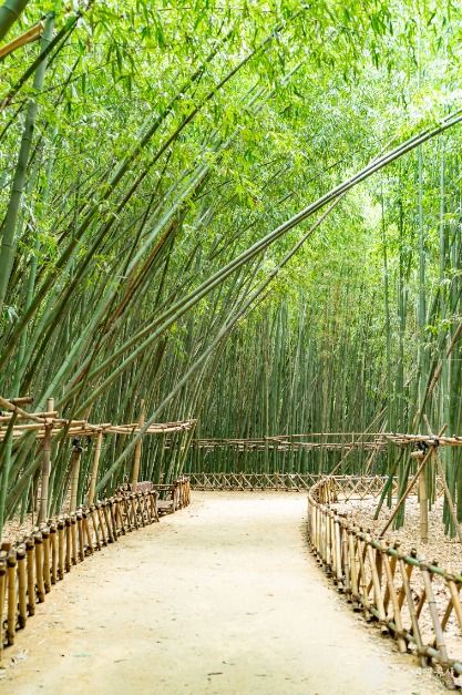 태화강 국가정원십리대숲