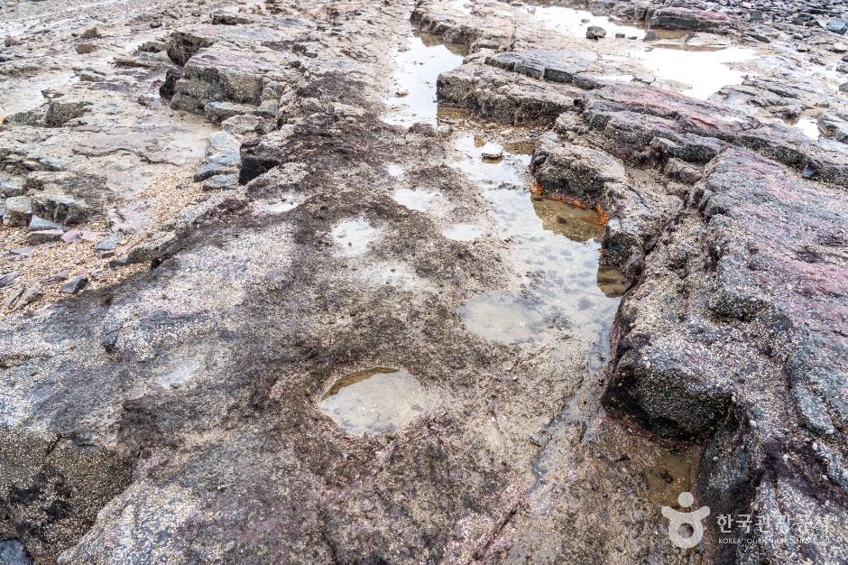 맨삽지(학성리 공룡발자국화석)