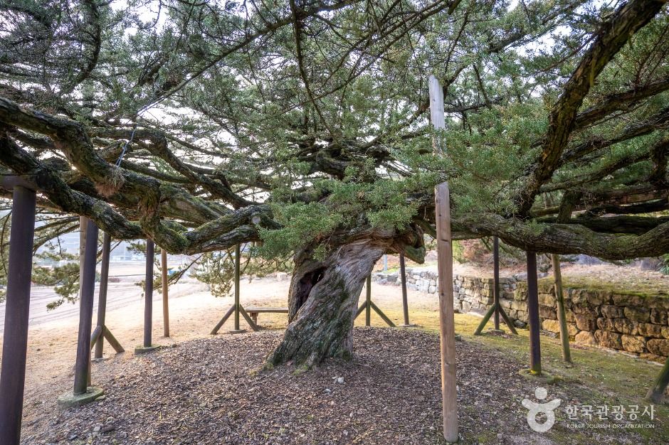 안동 주하리 뚝향나무