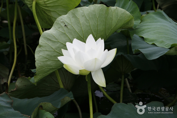 Buyeo Seodong Lotus Festival (부여서동연꽃축제)