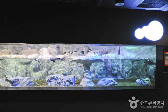 Busan Aquarium (부산아쿠아리움)