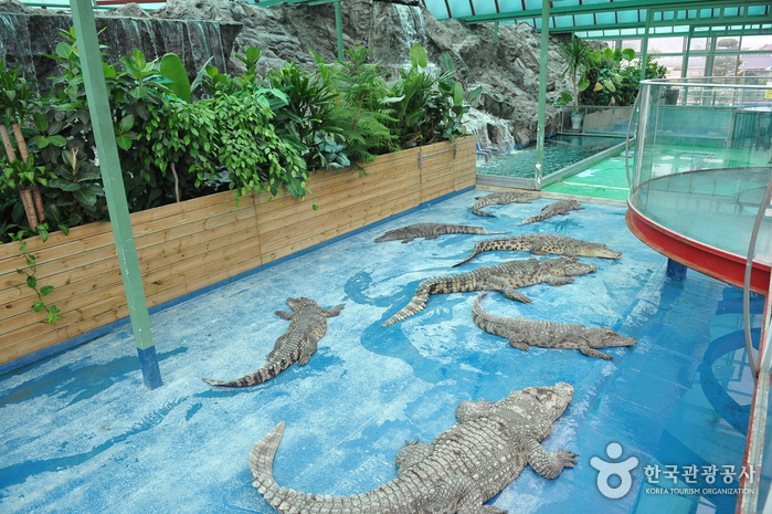 Monkey School (원숭이학교)
