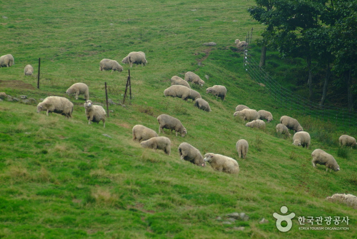 Daegwallyeong Sheep Farm (대관령 양떼목장)