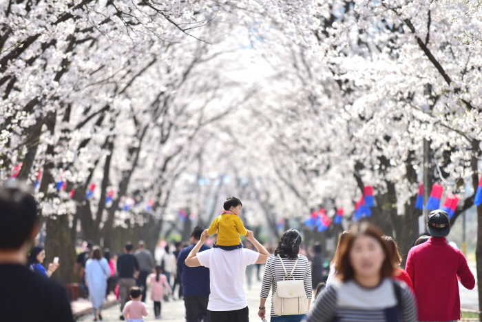 에덴벚꽃길 벚꽃축제1