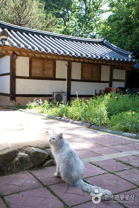 고양이 ‘묘리’