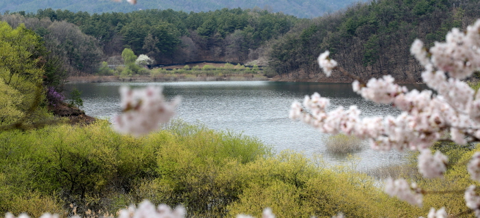 대청호 벚꽃길