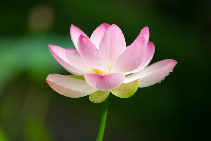 한림공원 연꽃축제7