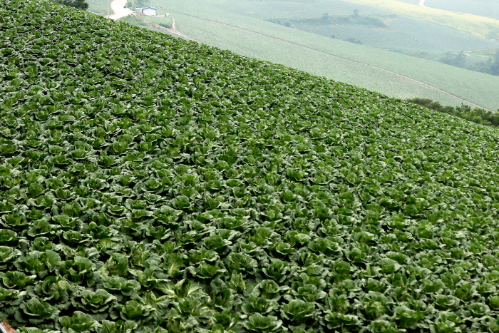 Endlessly unfolding cabbage patch highlands