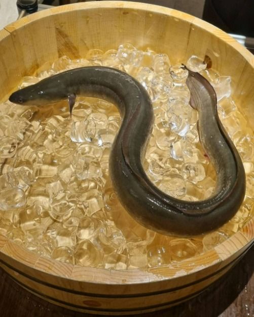부산에 뜬 장어