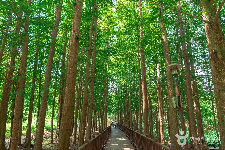 Gwangjuho Lake Eco Park (광주호 호수생태원)