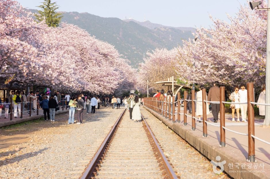 진해_경화역 벚꽃길 (1)