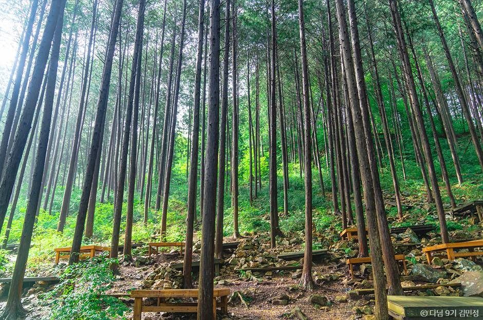 상관 공기마을 편백숲