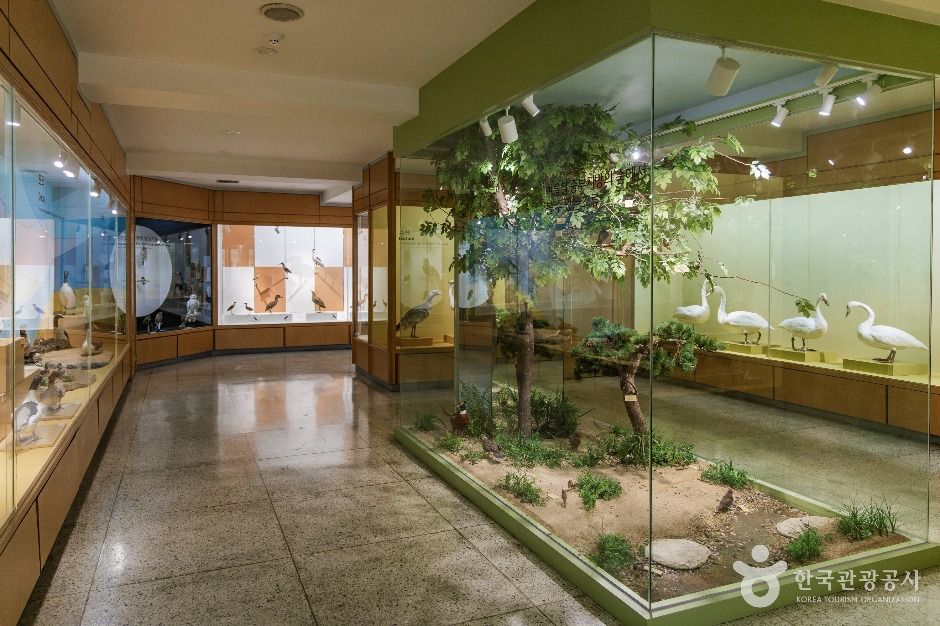 thumbnail-경희대학교 자연사박물관-47