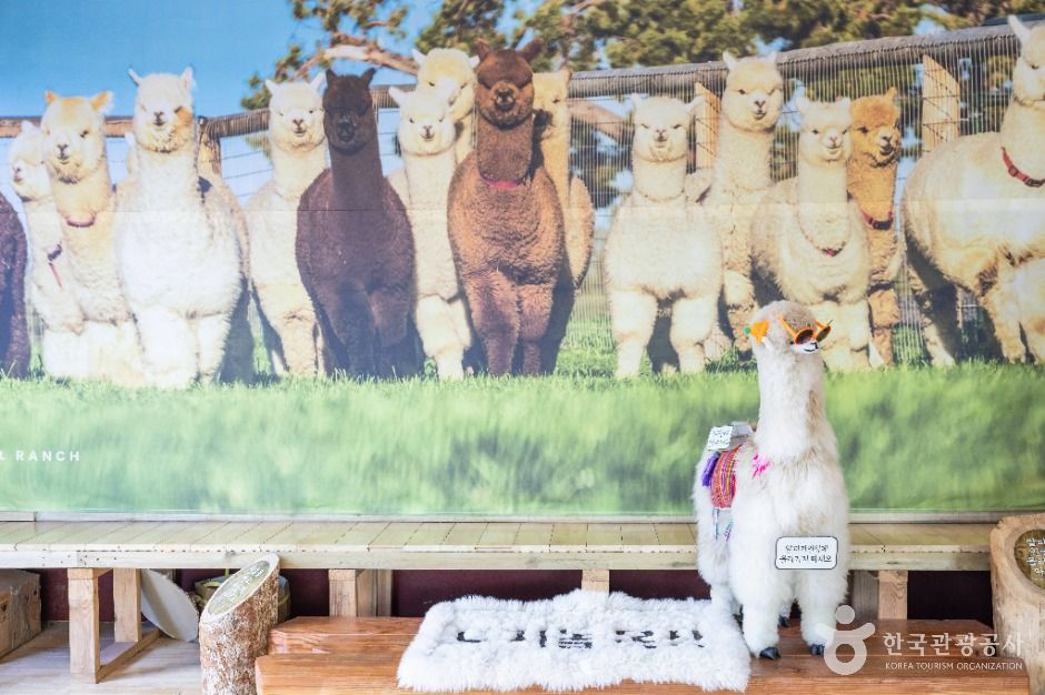 도치돌 알파카목장