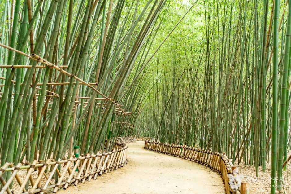 태화강 국가정원십리대숲