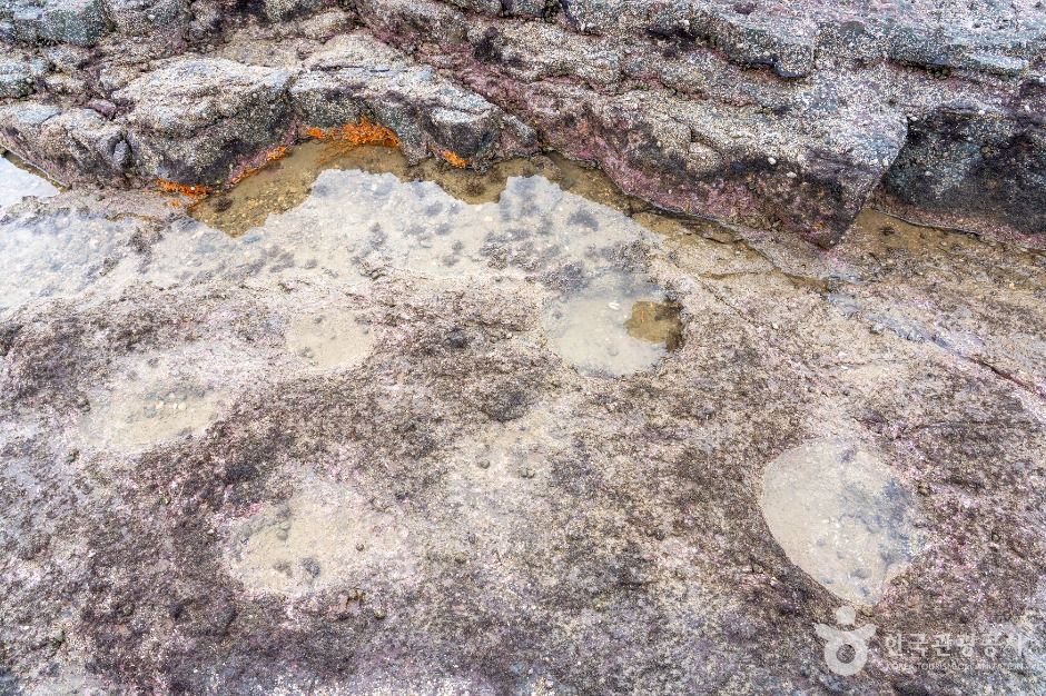 맨삽지(학성리 공룡발자국화석)