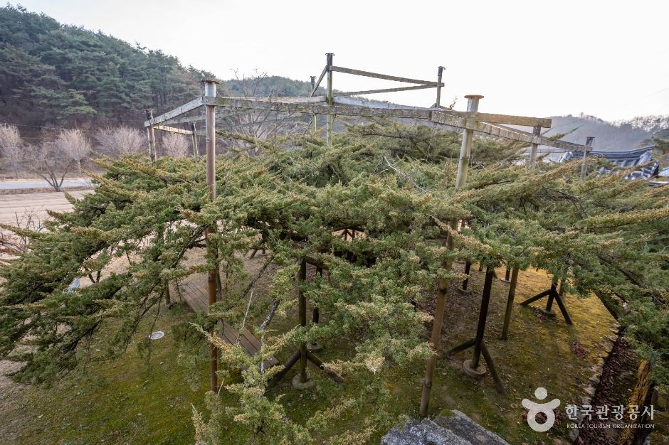 안동 주하리 뚝향나무