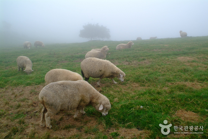 Daegwallyeong Sheep Farm (대관령 양떼목장)