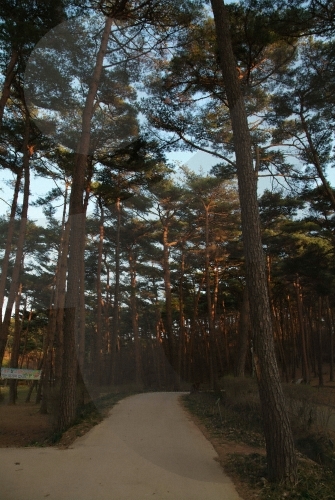 Anmyeondo Recreational Forest (안면도자연휴양림)