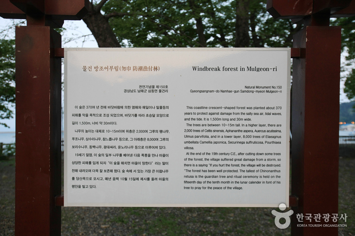 Mulgeon Windbreak Forest (남해 물건리 방조어부림)