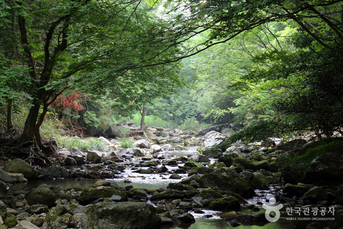 산새소리를 들으며 맑은 시냇물을 끼고 걷는 두륜산 장춘숲길이야말로 명품 중의 명품 숲길이다