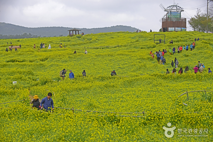 Фестиваль ячменных полей в Кочхане (고창 청보리밭축제)