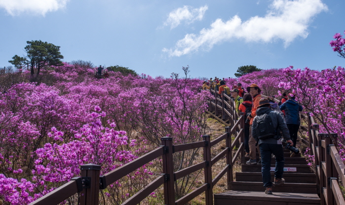 비슬산 참꽃문화제4