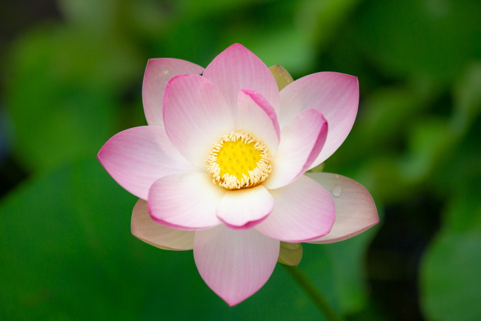 한림공원 연꽃축제8