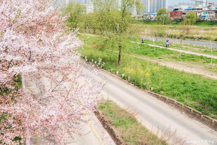 광주_광주천벚꽃길_싱그러운 봄날의 풍경