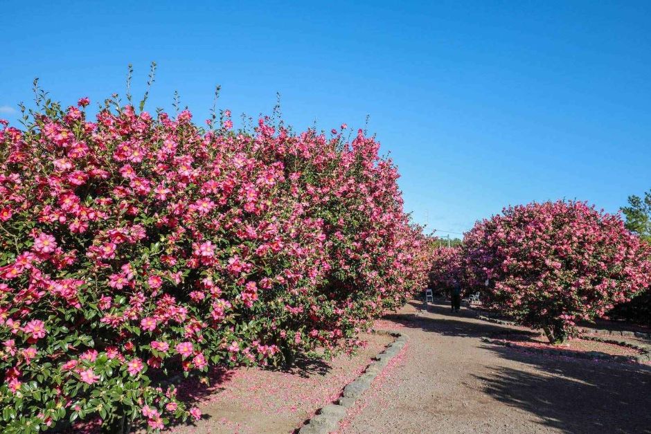 Parque Natural Hueree (휴애리자연생활공원)