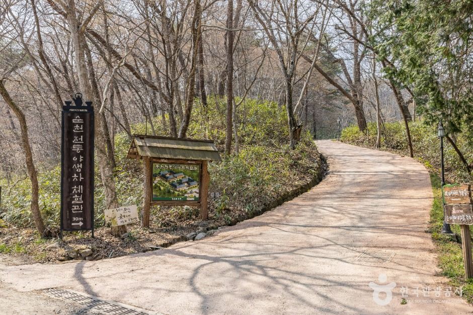 순천_순천전통야생차체험관 (1)