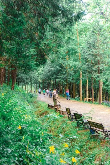 상관 공기마을 편백숲