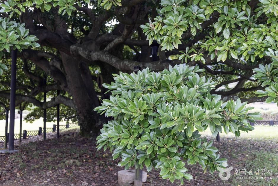 남해 창선도 왕후박나무