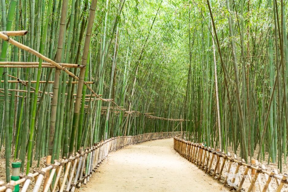 태화강 국가정원십리대숲