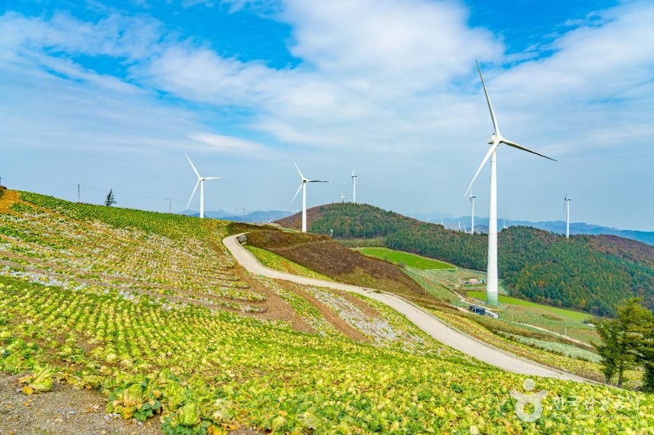 매봉산풍력발전단지(바람의 언덕)