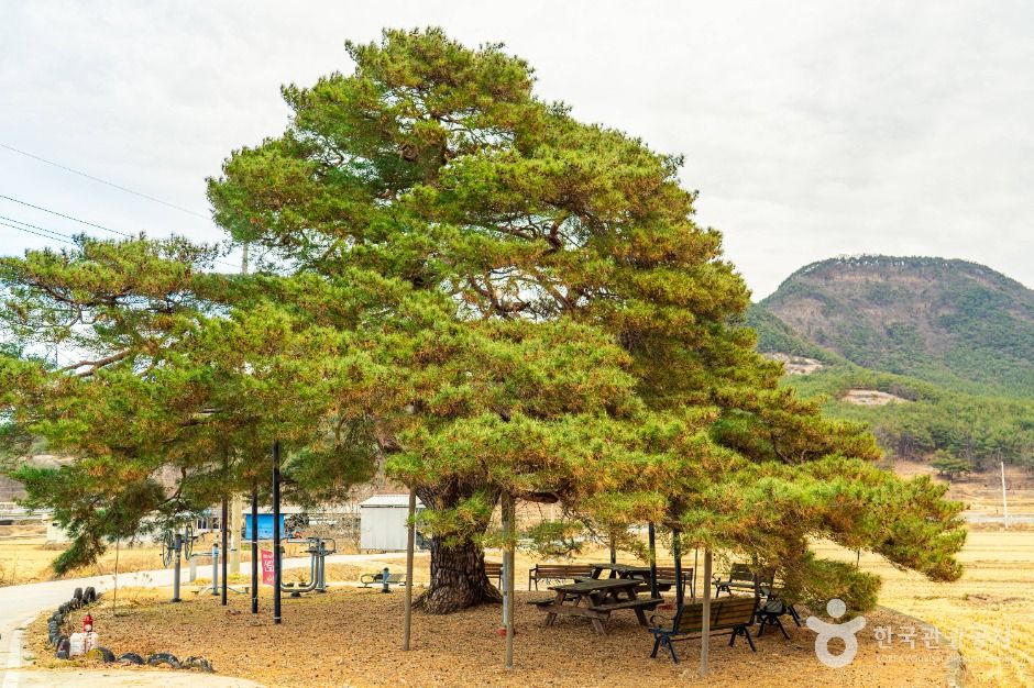 의성 월소리 소나무