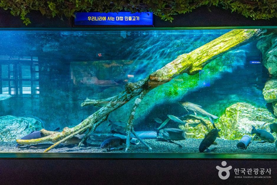 울진_민물고기생태체험관 (7)