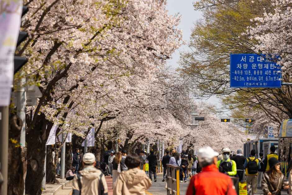 thumbnail-영등포 여의도 봄꽃축제-1