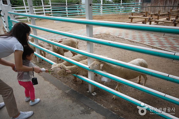 Seoul Grand Park (서울대공원-서울동물원)