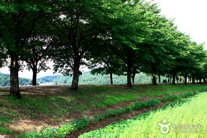 Andong Hahoe Village [UNESCO World Heritage] (안동 하회마을)