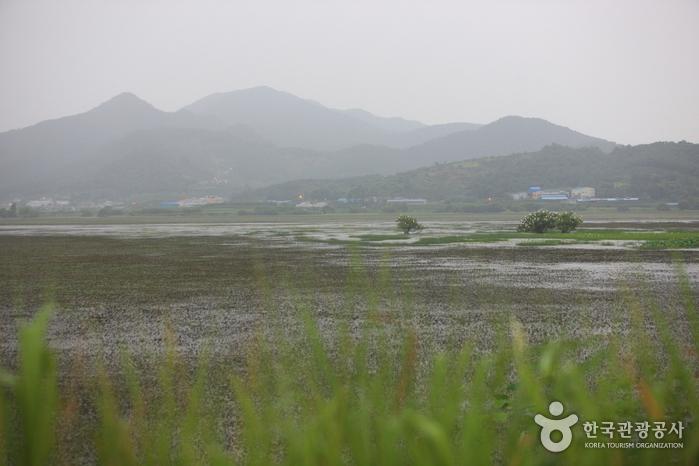 Junam Reservoir (주남저수지)