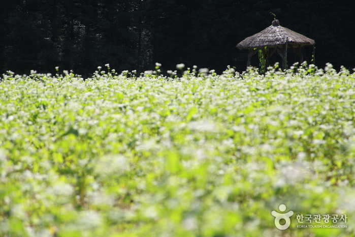 Hyoseok Cultural Festival (평창 효석문화제)