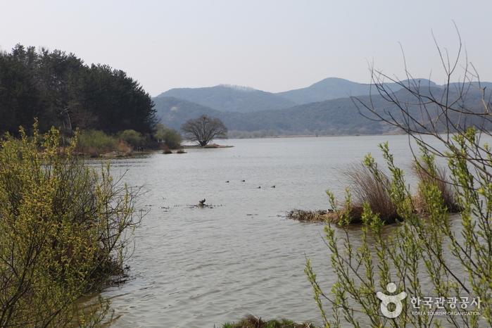 창녕 우포늪 사진5