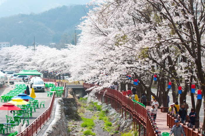 에덴벚꽃길 벚꽃축제2